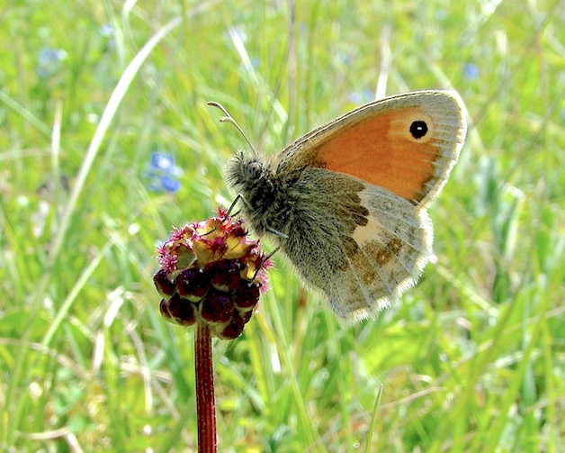 small heath